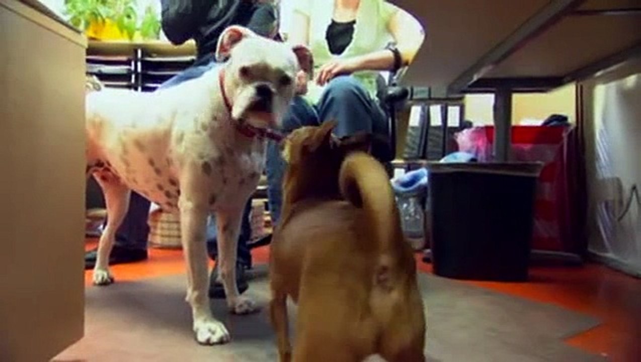 Dog Whisperer S03E09