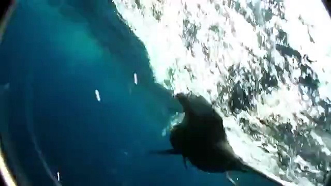 A very dangerous encounter: 'world's fastest fish' attacks kayaker