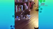 Dogs and Cats Teasing Cute - PETS PRODUCTIONS - Wow 1 - 09042018