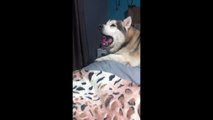 Singing dog howls along to Katy Perry song