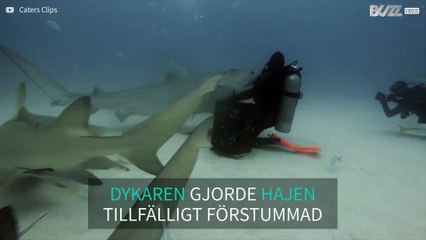 Dykare får en haj till att spela död