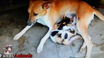 Amazing! Cat and Kitten Drinking Milk From Mother Dog - Dogs loves Cat