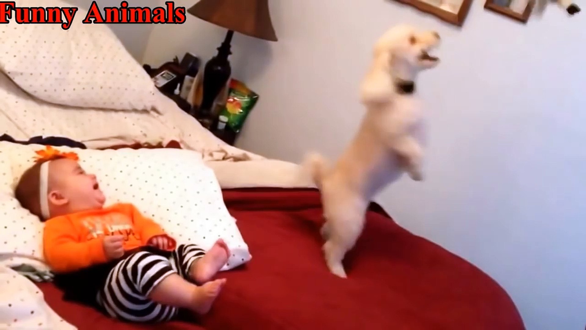 Poodle Dogs Making Baby Laugh Compilation - Cutest Relationship Poodle Dogs And Baby Videos