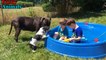 Big Cane Corso Dog protecting Baby - Dog and Baby Funny Moments