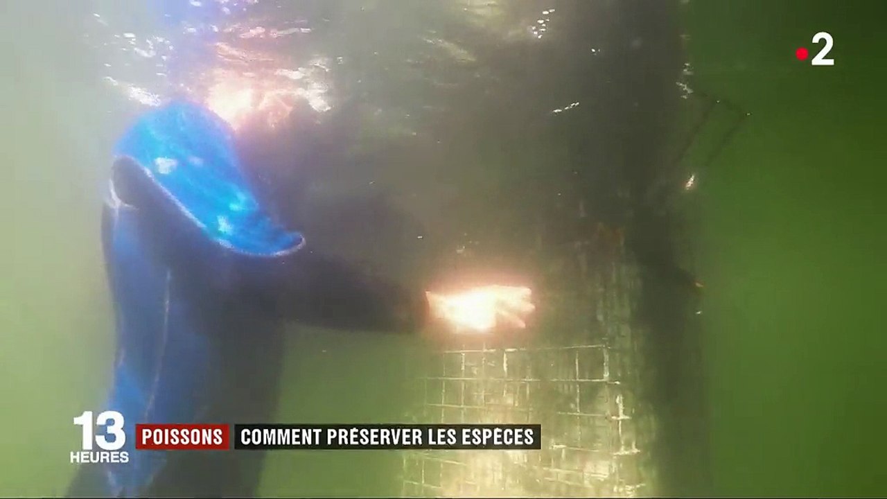 Poissons : comment préserver les espèces ?