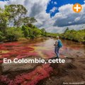 En Colombie, voici le Cano Cristales ou « rivière aux cinq couleurs »