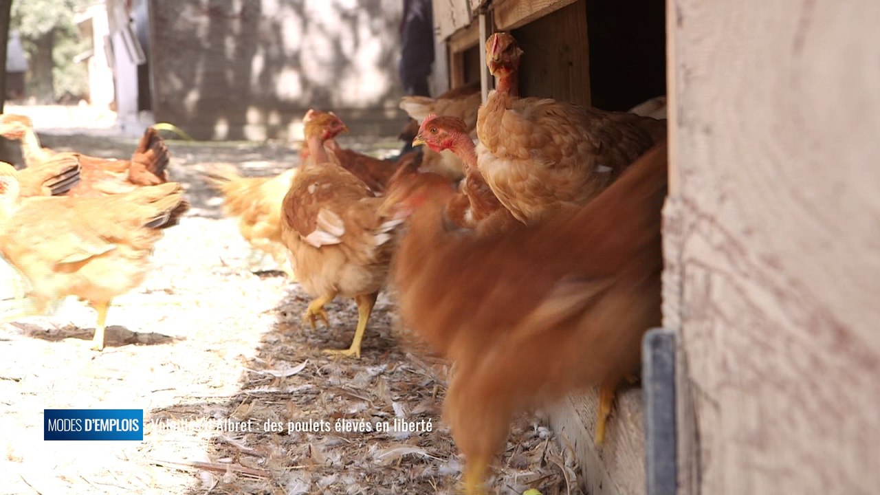 Modes d'emplois - Volailles d'Albret : des poulets élevés en liberté