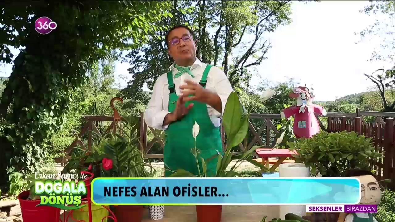 Doğala Dönüş