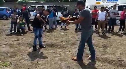 Luta ilegal de galos leva rumo inesperado e termina da melhor maneira