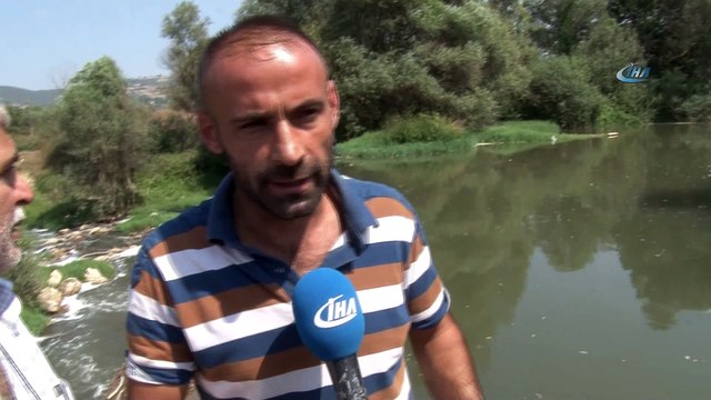 Hasanpaşa Deresi'nde bilinmeyen sebeple balık ölümleri yaşanıyor