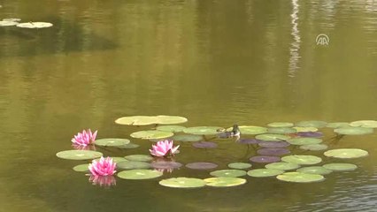 Nilüfer Sanat Parkı" Açıldı