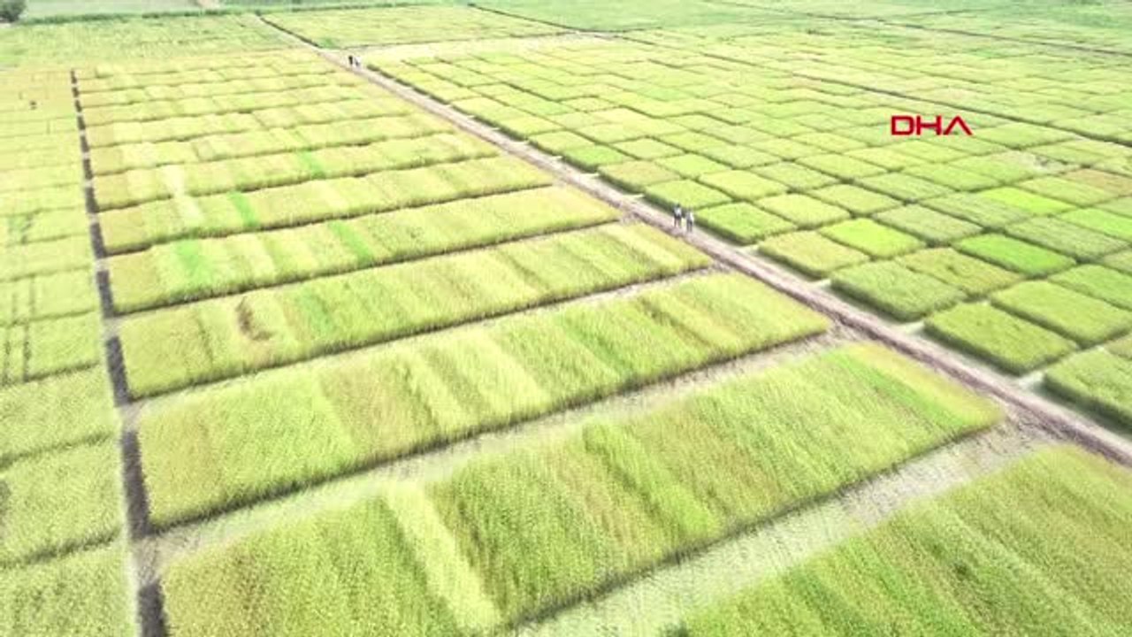 Edirne Çeltik Tarlası, Fotoğraf Stüdyosuna Döndü