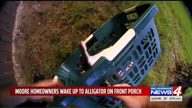 Alligator on the Loose Captured by Police in Oklahoma