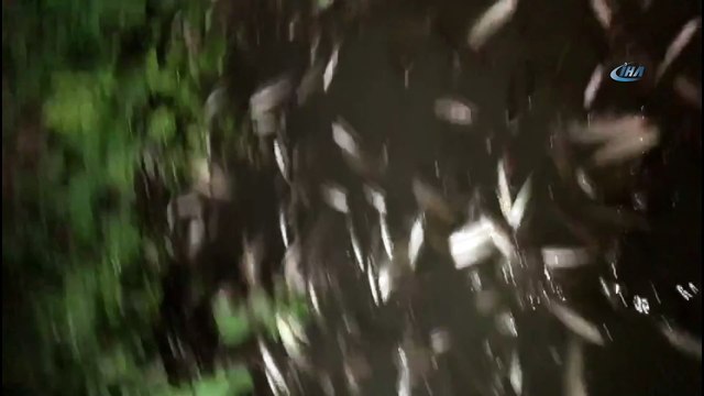 Hasanpaşa Deresi'nde bilinmeyen sebeple balık ölümleri yaşanıyor