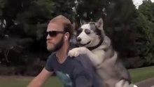 Cachorro ama andar moto com o dono