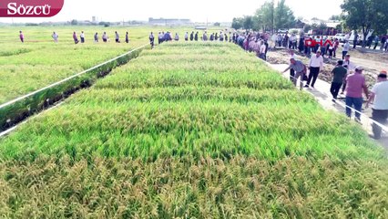 Çeltik tarlası fotoğraf stüdyosuna döndü