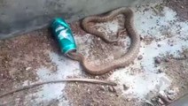 Ils sauvent un cobra qui a la tête coincée dans une canette