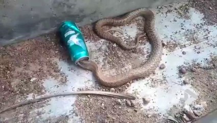 Télécharger la video: Ils sauvent un cobra qui a la tête coincée dans une canette