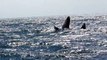 Une baleine et son bébé sautent hors de l'eau au meme moment : du jamais vu