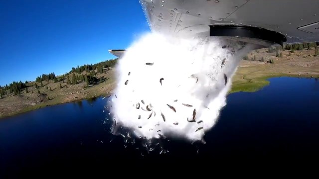 ¿Por qué este avión lanza miles de peces vivos en pleno vuelo?