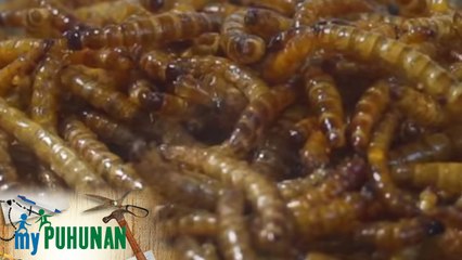 My Puhunan: Kakasa ka ba sa Chichaworm Challenge?