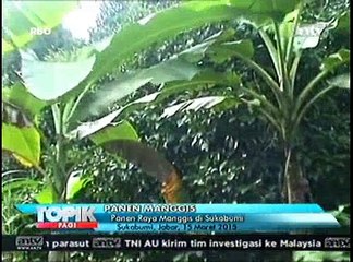 Panen Buah Manggis di Sukabumi