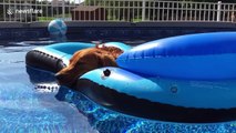 Golden retriever chilling on a pool float looks incredibly content