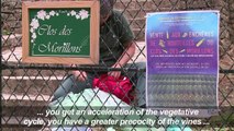 In Paris, volunteers take part in the annual urban grape harvest