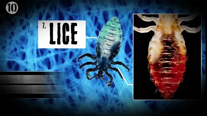 10 Disgusting Things That Live In Your Bed