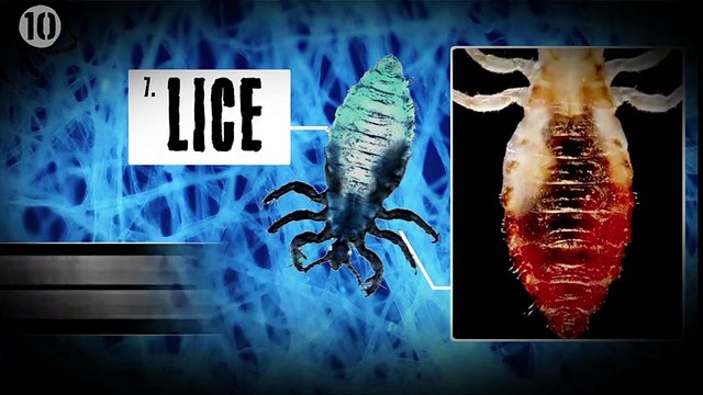 10 Disgusting Things That Live In Your Bed