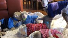 Little Lambs Rug Up in Jumpers After Losing Their Mothers to Drought