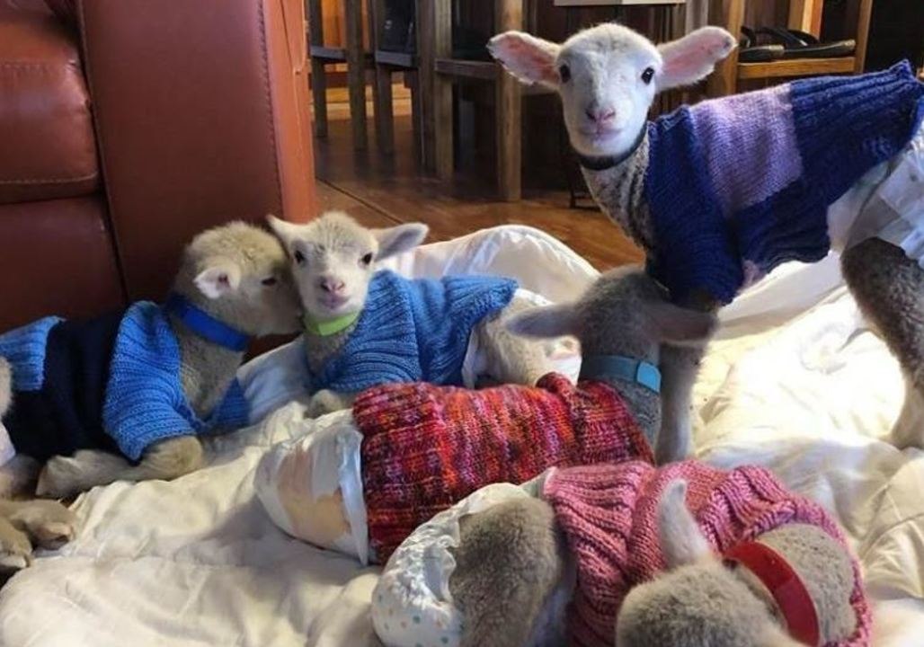 Little Lambs Rug Up in Jumpers After Losing Their Mothers to Drought