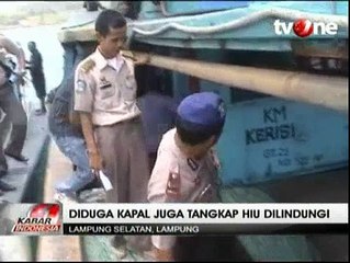 Polisi Tangkap Kapal Penangkap Hiu