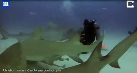 تنويم سمك القرش مغناطيسيًا