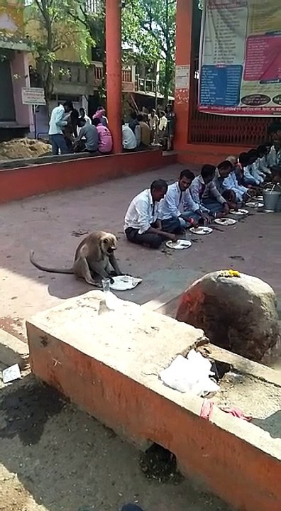 Man and monkey