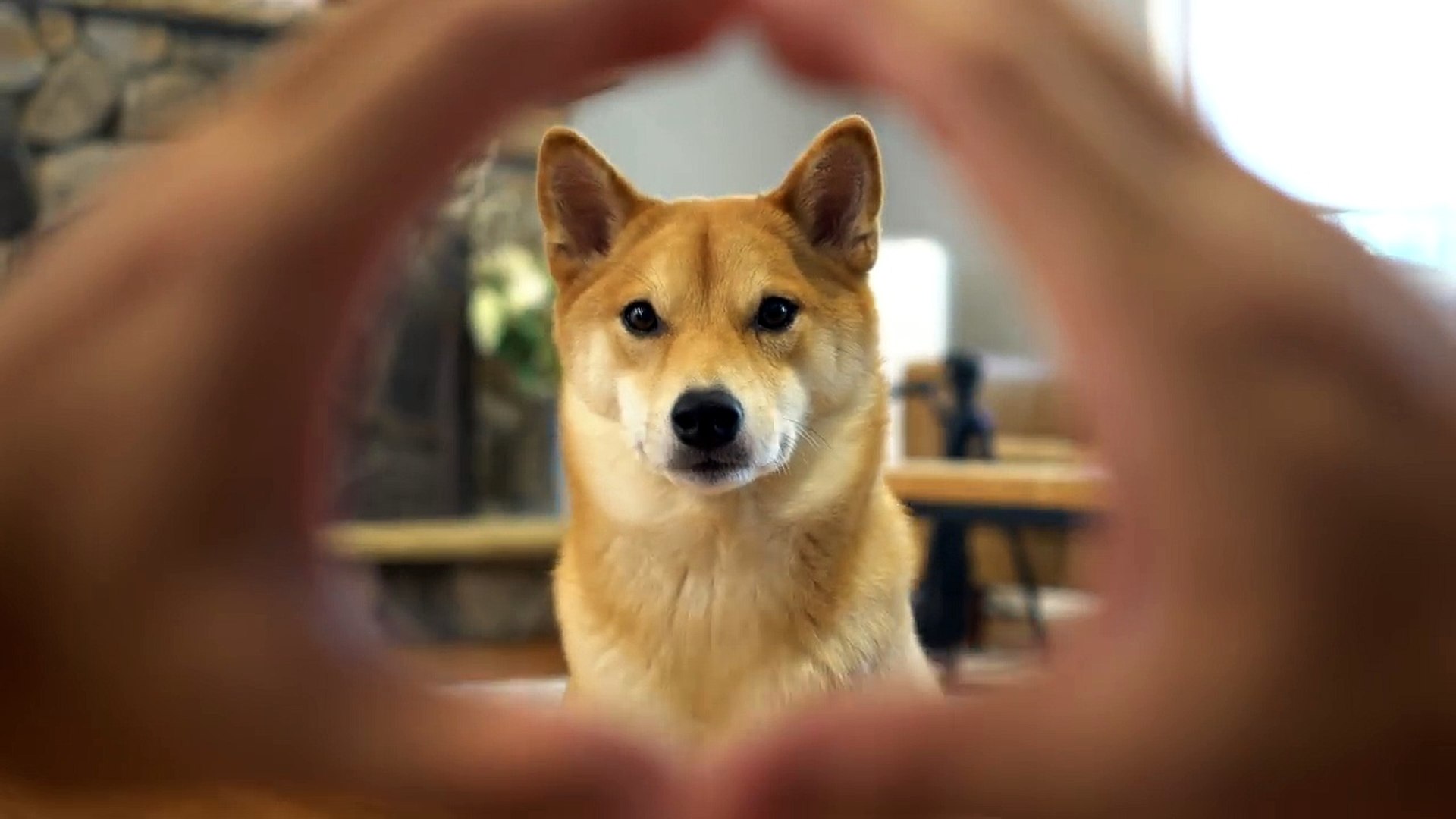 Shiba Inu Tries The Snoot Challenge