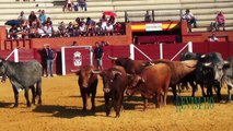 Tordesillas 2018 desenjaule, panico en la plaza