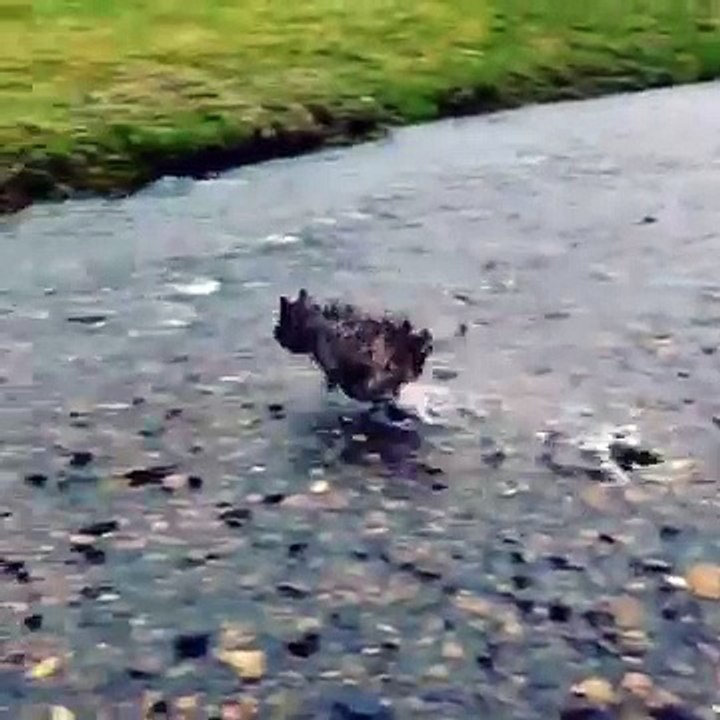 Dog runs across stream but fails to jump up the bank