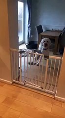 dog ruins owners curtains