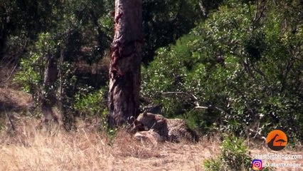 Hyena Indirectly Saves Impala from Leopard