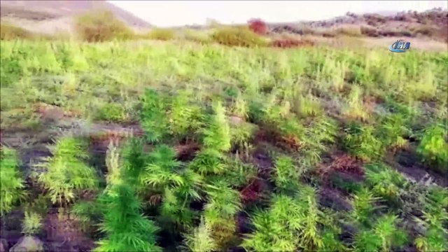 Diyarbakır’da teröre ve finans kaynağına bir darbe daha... 675 kilo esrar maddesi ele geçirildi