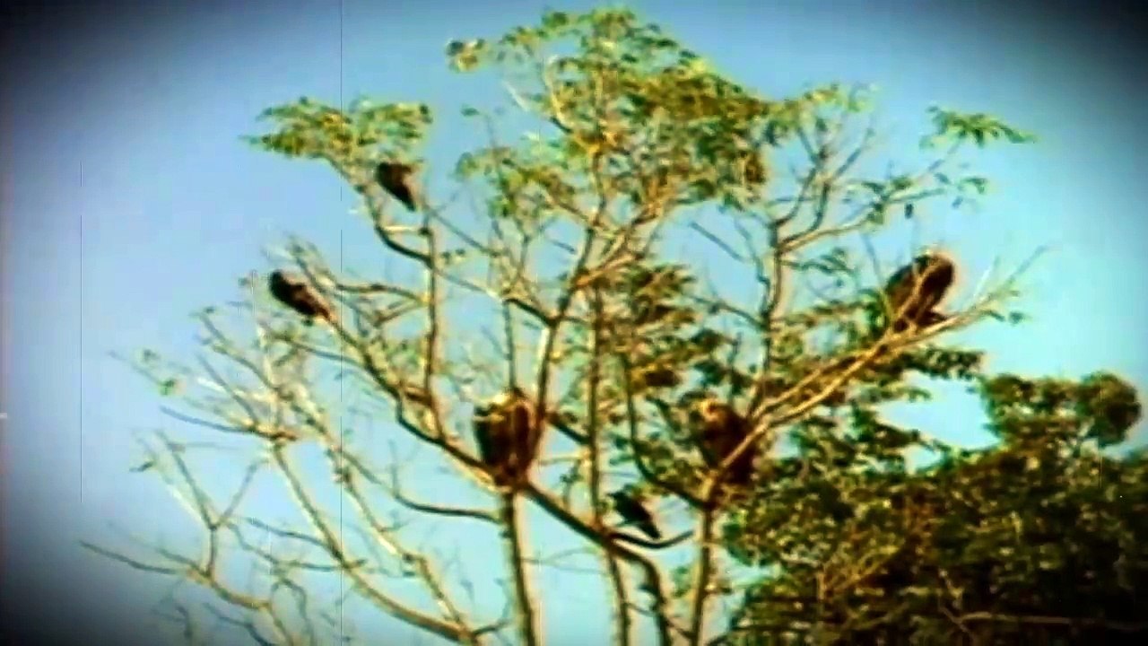 Tarzan- Part 7.8