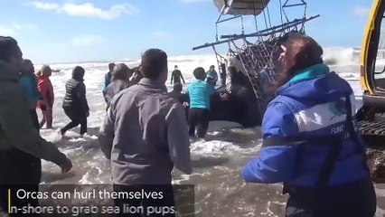 Beached orca saved in dramatic rescue