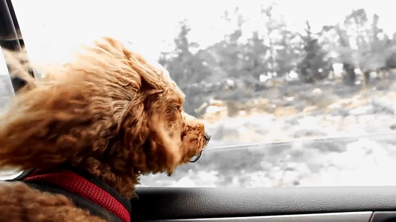 Enorme ! Ce chien en slow motion face au vent à la fenêtre d'une voiture