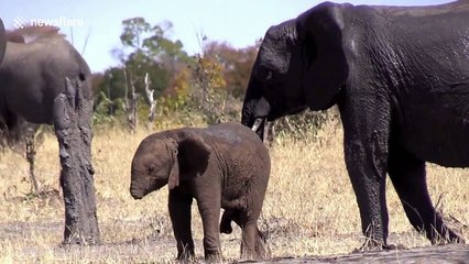 Baby elephant missing its trunk spotted in Kruger National Park