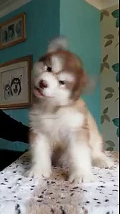 The Alaskan Malamute puppy doesn't even look real, he’s so cute!