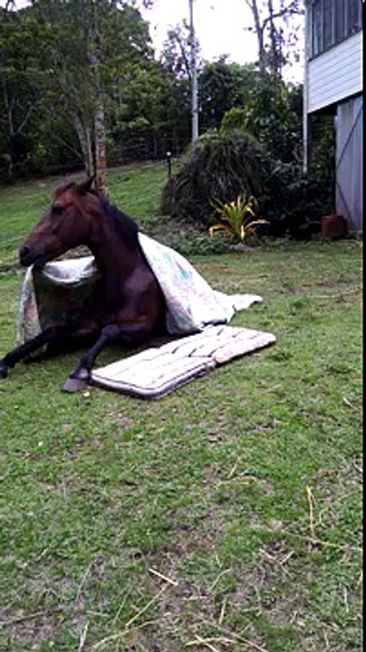 Funny cute horse bedtime