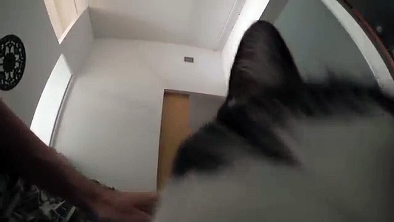 What it's like to be woken up by a cat