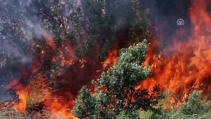 Orman yangını - OSMANİYE