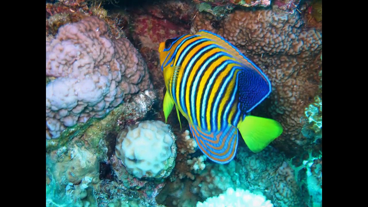 Sualtı ve Kadın - Underwater & Women